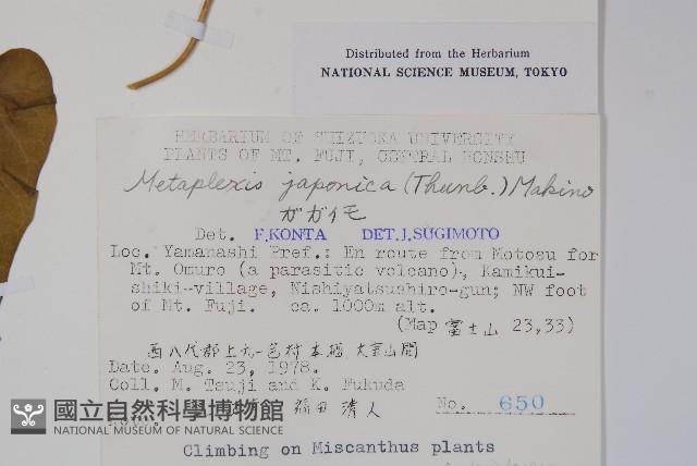 蘿藦藏品圖，第2張