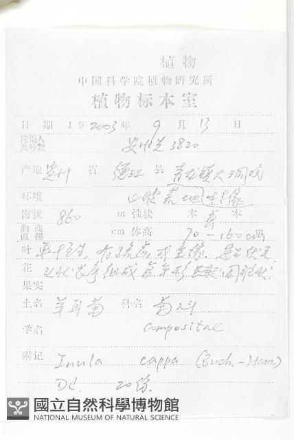 羊耳菊藏品圖，第2張