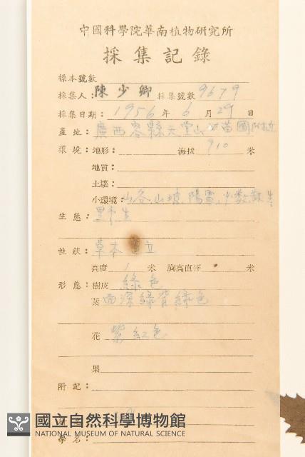 飛機草藏品圖，第2張