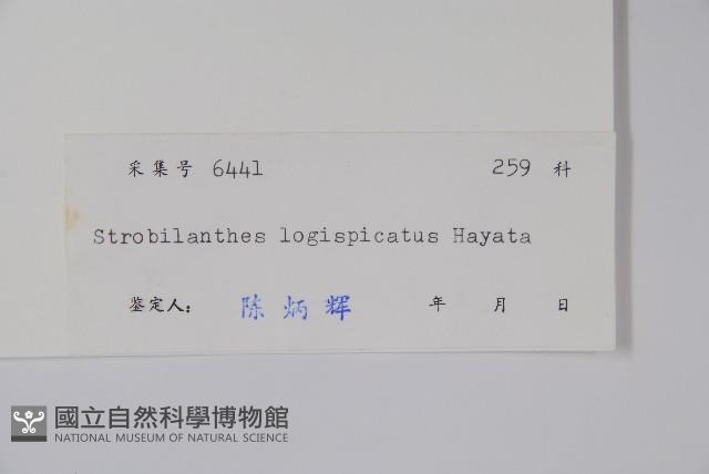 長穗馬藍藏品圖，第2張