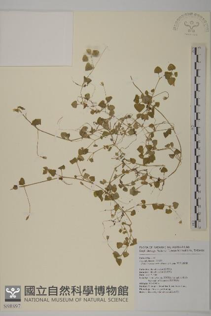 阿里山繁縷藏品圖，第1張