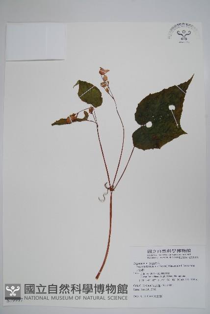 水鴨腳藏品圖，第1張