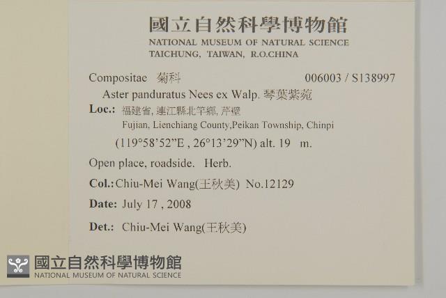 琴葉紫菀藏品圖，第2張