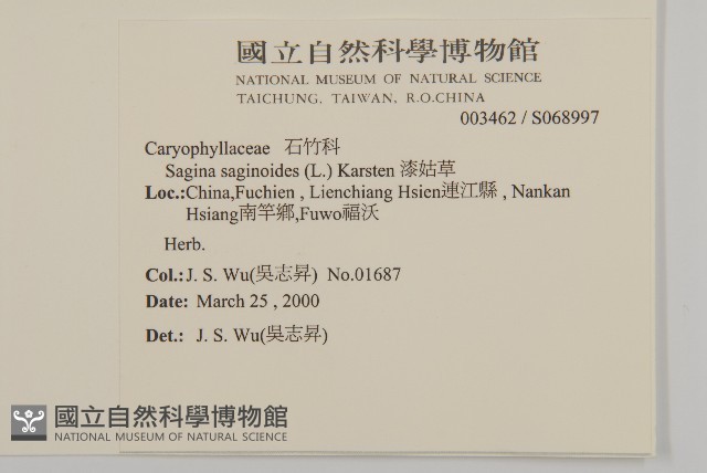 漆姑草藏品圖，第2張