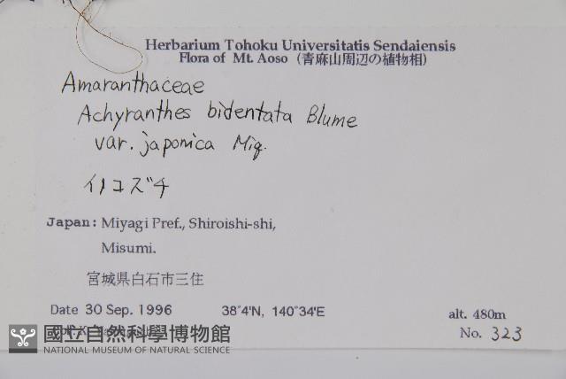 日本牛膝藏品圖，第2張