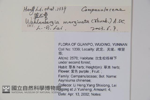 細葉蘭花參藏品圖，第2張