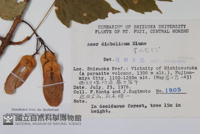 鬼槭藏品圖，第2張