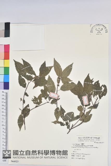 恆春鐵莧藏品圖，第1張