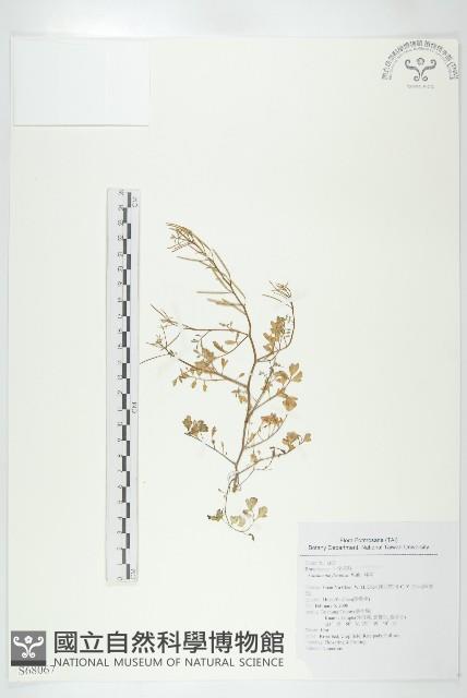 焊菜藏品圖，第1張