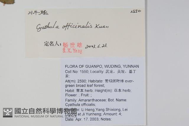 川牛膝藏品圖，第2張