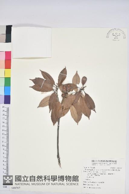 子彈石櫟、柯藏品圖，第1張