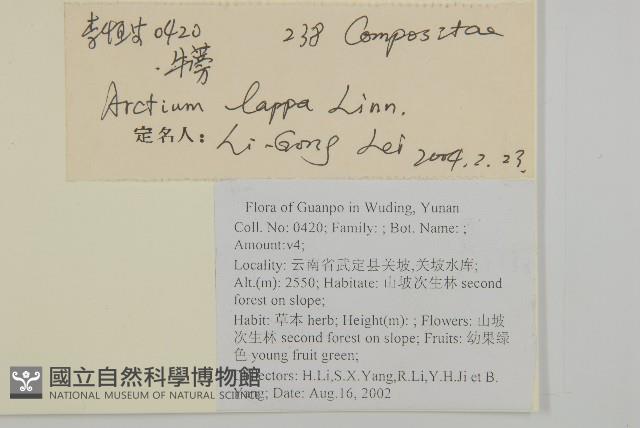 美麗馬醉木藏品圖，第2張