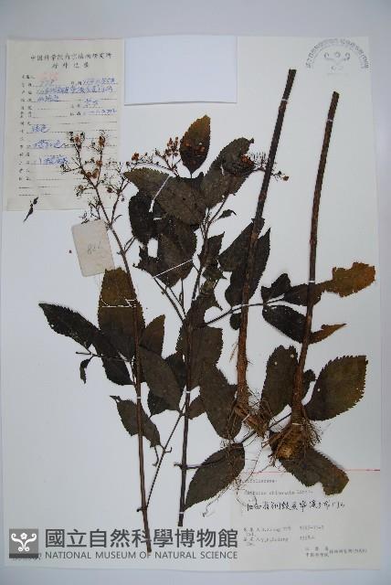 冇骨消藏品圖，第1張