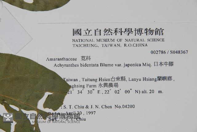 日本牛膝藏品圖，第2張