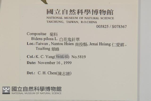 白花鬼針藏品圖，第2張