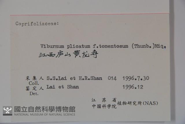 蝴蠂莢迷藏品圖，第2張