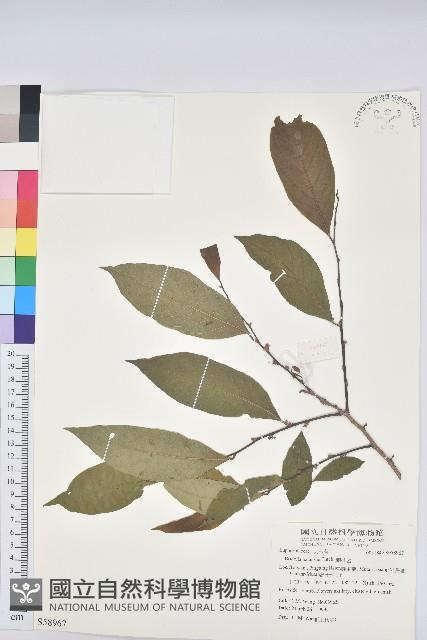 刺杜密藏品圖，第1張