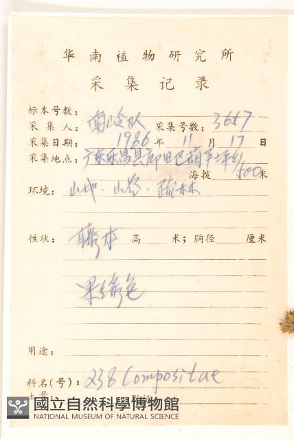 細脈斑鳩菊、毒根斑鳩菊藏品圖，第2張