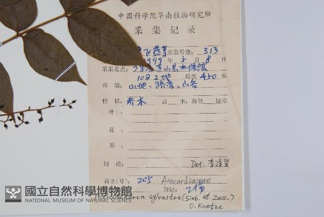 木蜡樹、野漆樹藏品圖，第2張