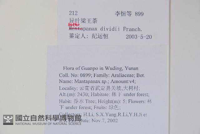 異葉梁王茶藏品圖，第2張