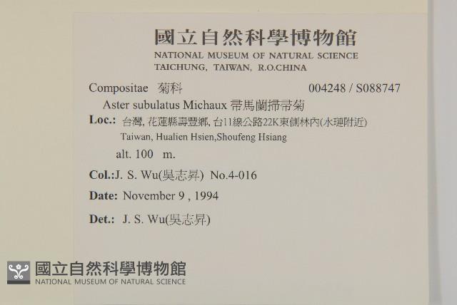 掃帚菊藏品圖，第2張