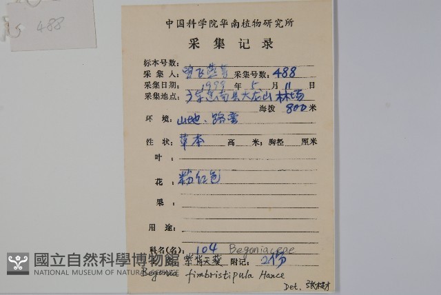 紫背天葵藏品圖，第2張