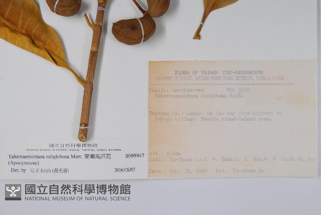 蘭嶼馬蹄花藏品圖，第2張