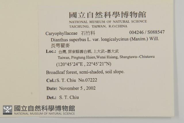 長萼瞿麥藏品圖，第2張