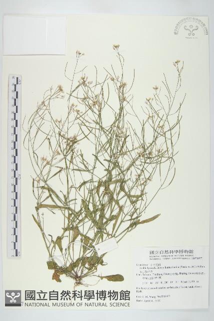 玉山筷子芥藏品圖，第1張