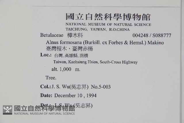 臺灣赤楊、臺灣榿木藏品圖，第2張