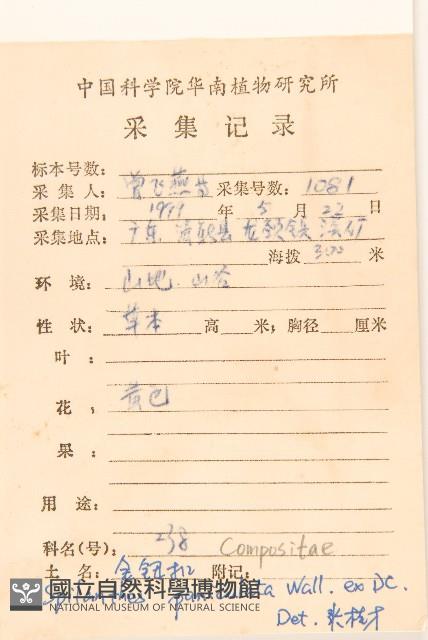 金鈕釦藏品圖，第2張