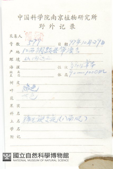 羊耳菊藏品圖，第2張