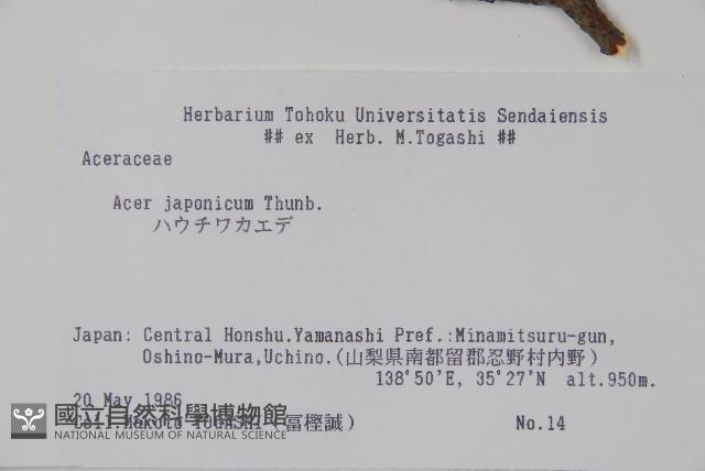 團扇槭藏品圖，第2張