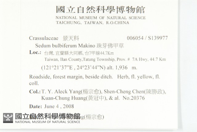 珠芽佛甲草藏品圖，第2張