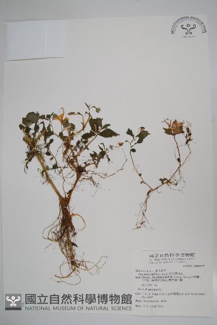 紫花鳳仙花藏品圖，第1張