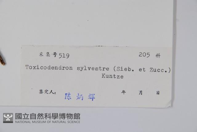 木蜡樹、野漆樹藏品圖，第2張