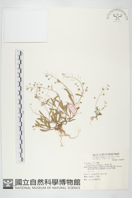 薺藏品圖，第1張