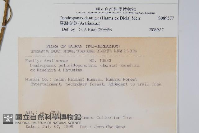 臺灣樹參藏品圖，第2張