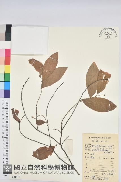 土密樹藏品圖，第1張