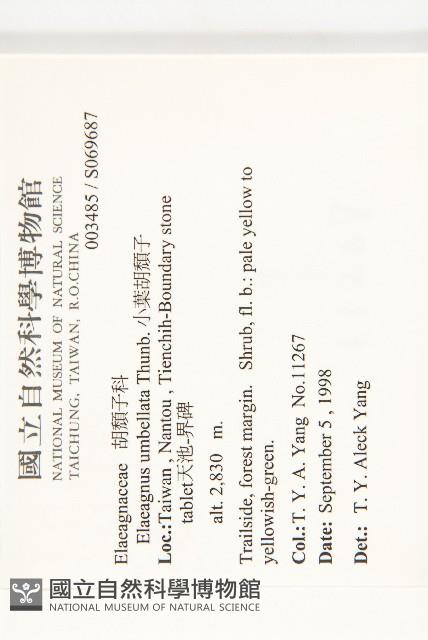 小葉胡頹子藏品圖，第2張