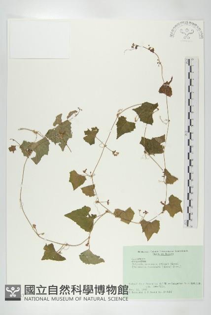 黑果馬交兒藏品圖，第1張