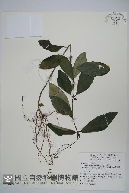 針刺草藏品圖，第1張