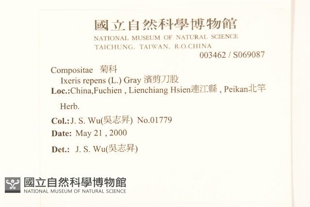 濱剪刀股藏品圖，第2張