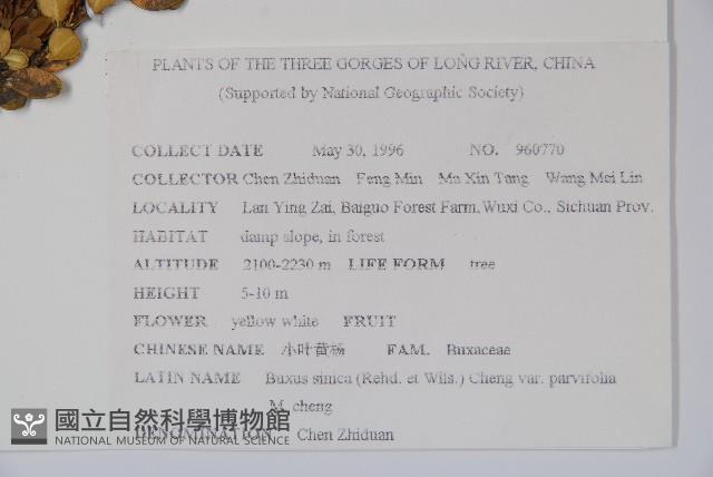 小葉黃楊藏品圖，第2張