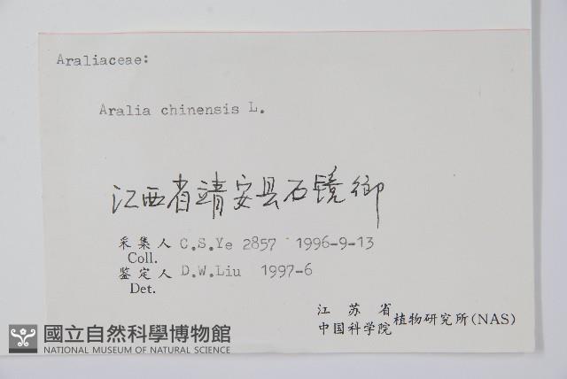 蔥木藏品圖，第2張