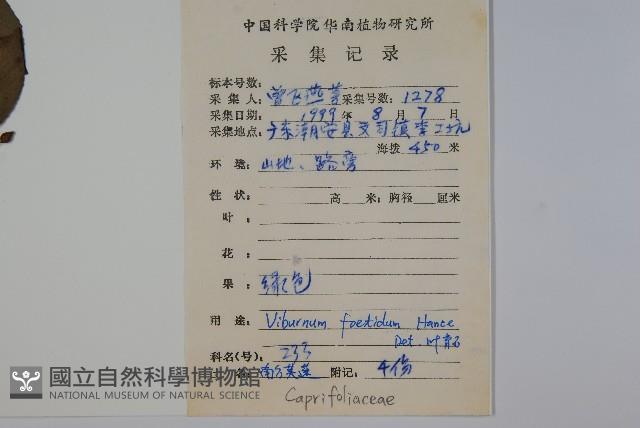 呂宋莢迷藏品圖，第2張