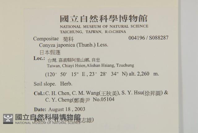 日本假蓬藏品圖，第2張