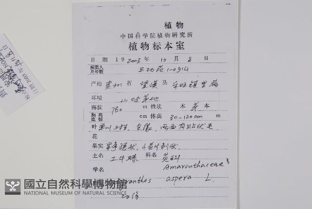 土牛膝藏品圖，第2張