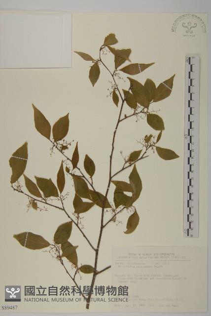 佩羅特木藏品圖，第1張