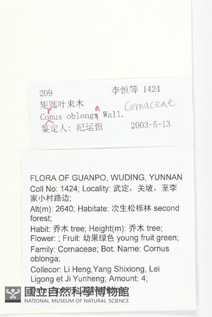 短圓葉棶木藏品圖，第2張